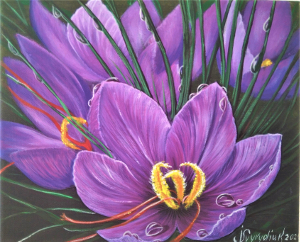 Purple crocuses 300.0x242.0 px