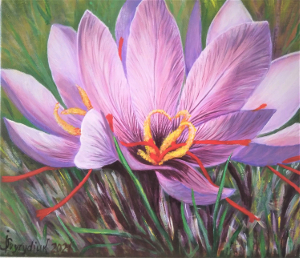 Saffron crocus flower 300.0x258.0 px