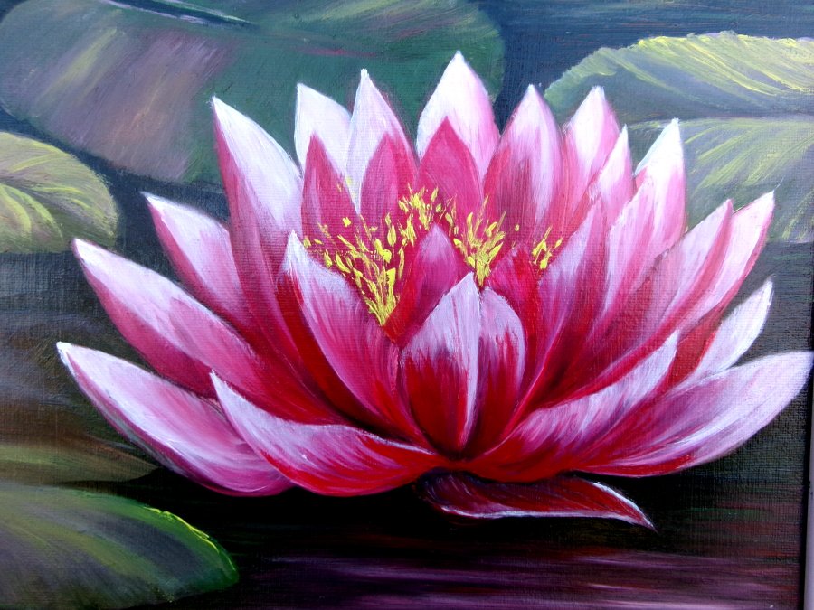 Water lilies