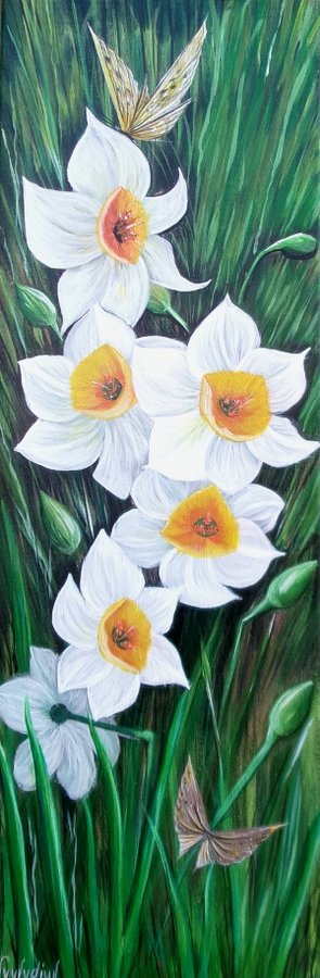 Narcissus