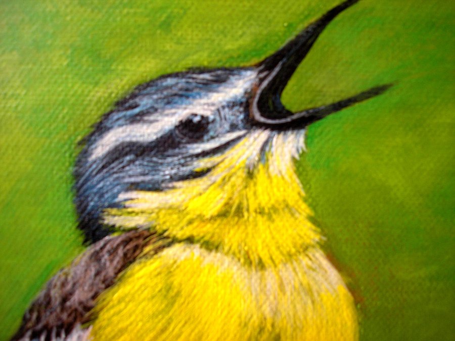 Morning bird