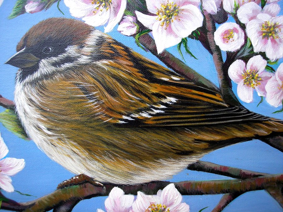 Sparrow