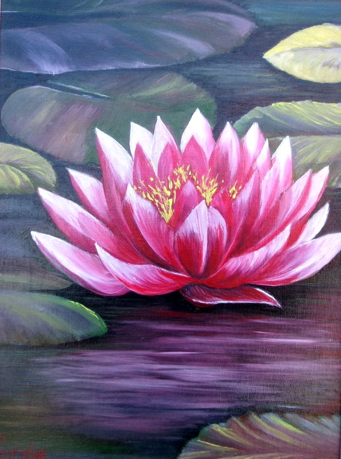 Water lilies