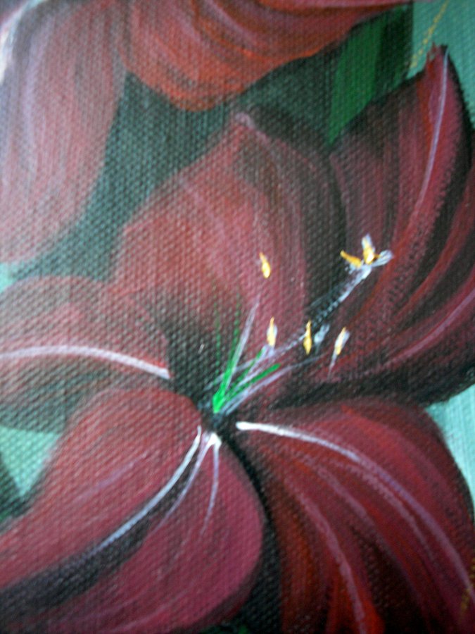 Red gladiolus