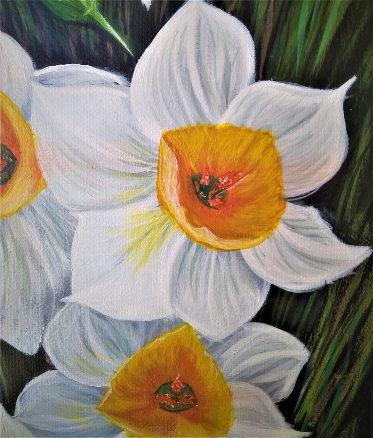 Narcissus