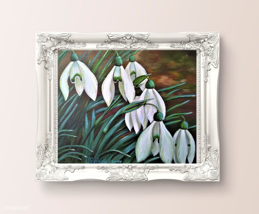 Cluster of snowdrop flowers