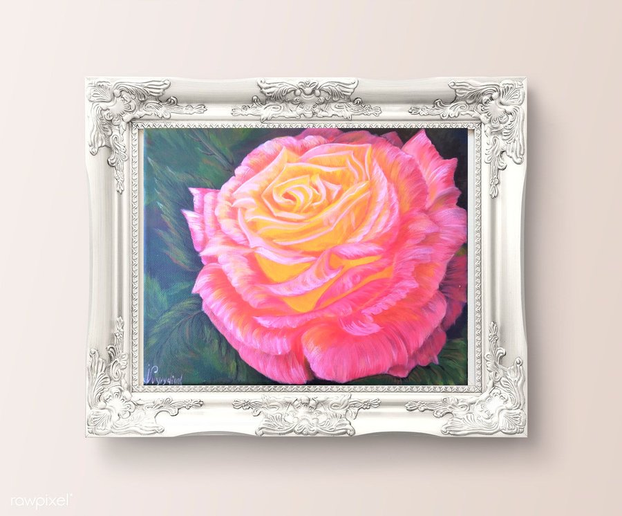 Pink rose