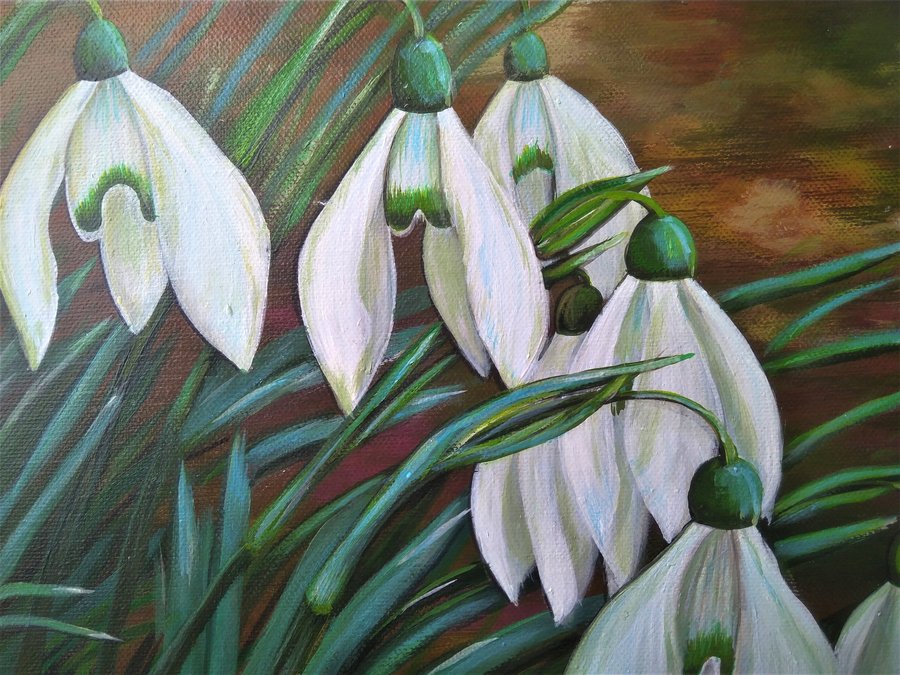 Cluster of snowdrop flowers