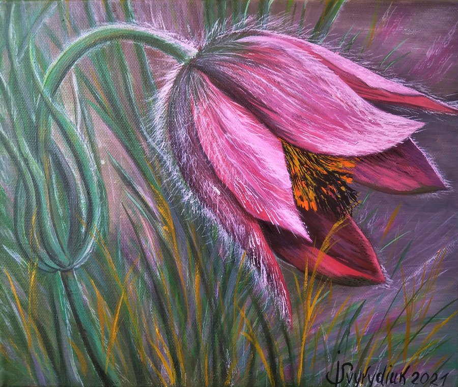 Pulsatilla