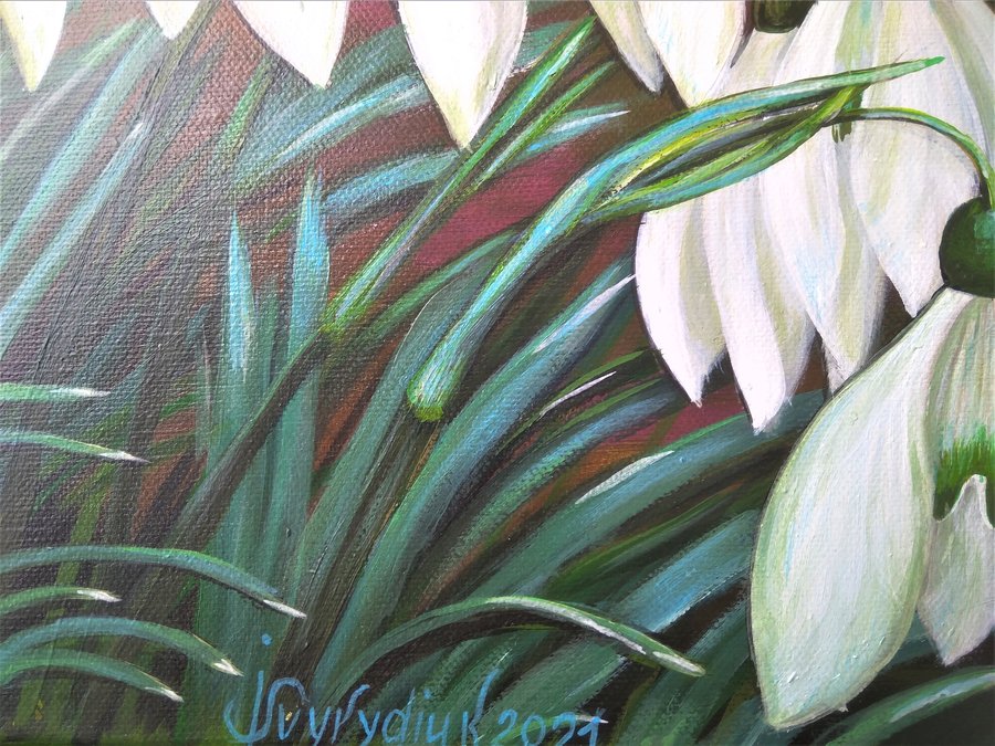 Cluster of snowdrop flowers