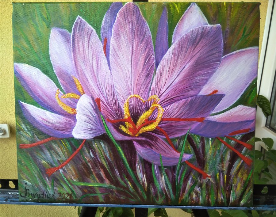 Saffron crocus flower